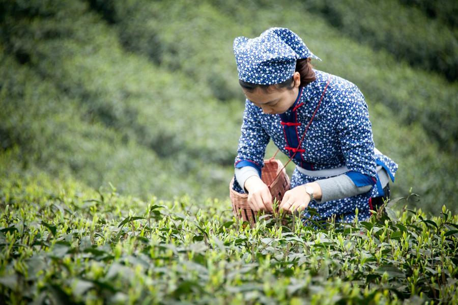 2019上海国际高端茶产业展览会-茶博会 